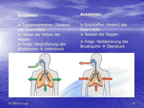 physiologisch synonym